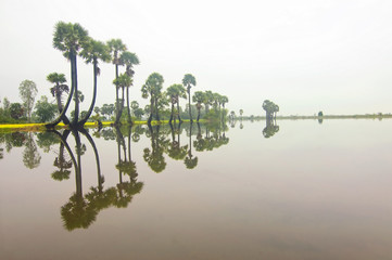 Palm trees reflection on rice field in floating season, Mekong Delta, An Giang province, Vietnam