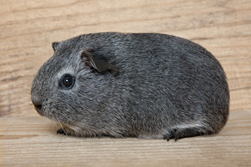 Glatthaar-Meerschweinchen (Jungtier)