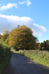 Fototapeta premium Autumn tree