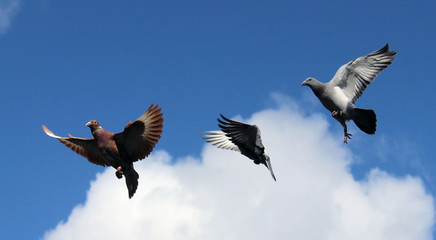 3 Brieftauben (Meulemann) am Himmel