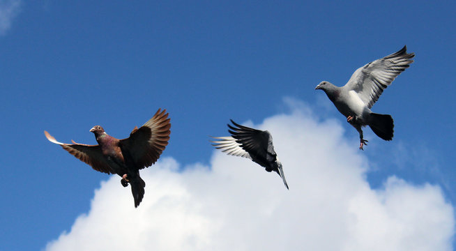 3 Brieftauben (Meulemann) am Himmel