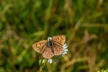 Коричневая бабочка на белых цветах