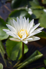 Lotus flower in pond.