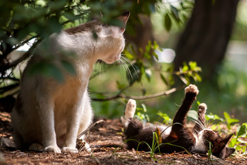 A stray cat and her kitten