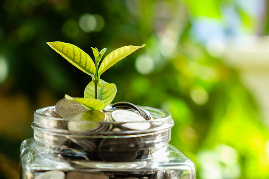 business finance save money for investment concept plant growing