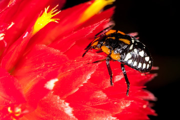a shield bug nymph on a red flower