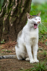 A yawning stray cat