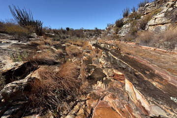 Die Landschaft der Caatinga in Brasilien  