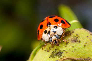 A ladybug