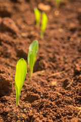 Corn seedlings germinate in field
