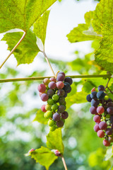 Grapes on vine
