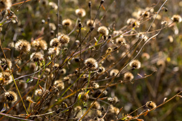 Autumn flowers