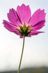 under view of a cosmos