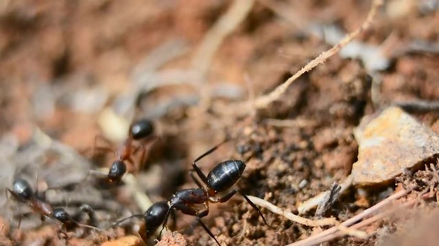 Macro footage of Ants at their nest