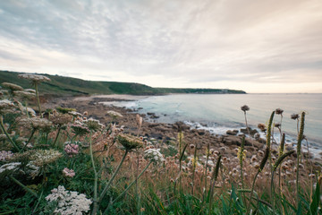 Flowers on top of the beach in Cornwall, England