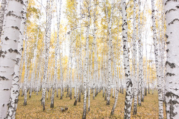 autumn birch forest