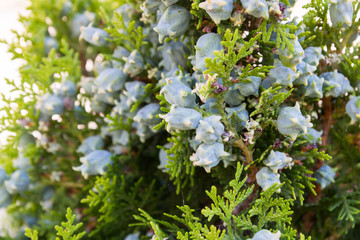 Green arborvitae tree shrub with cones