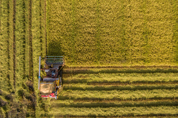 Harvester machine to harvest rice field working from aerial view in Thailand.