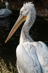 Krauskopfpelikan (Pelecanus crispus)
