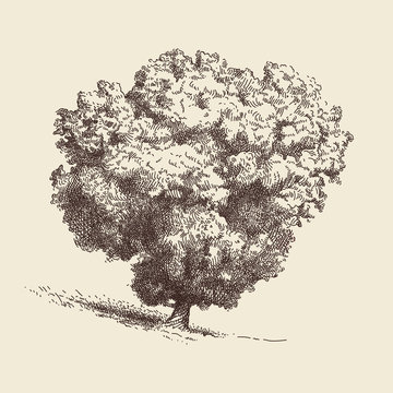 Lone Oak tree.
Hand drawn vector illustration in sepia color.
