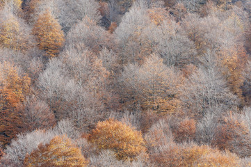 Bosco di Forca d'acero in autunno