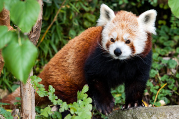 Red Panda, also known as Lesser Panda (Ailurus fulgens)