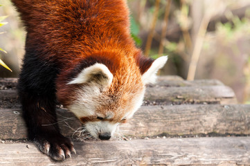 Red Panda, also known as Lesser Panda (Ailurus fulgens)