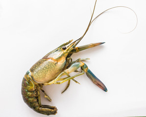 Crayfish on white background