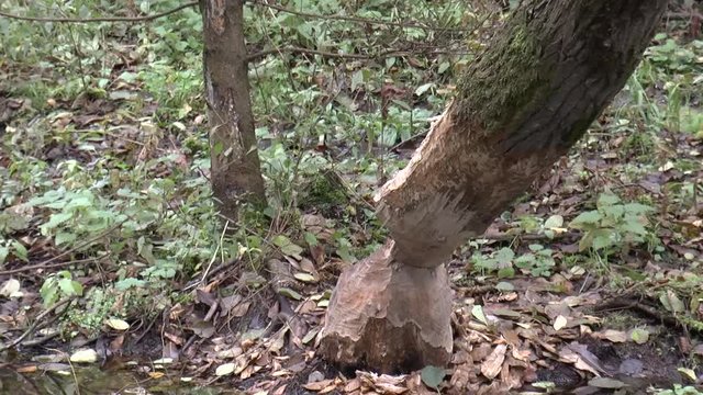 бобры обгрызли дерево