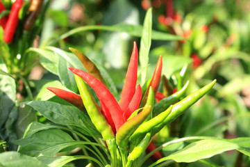 red hot pepper field