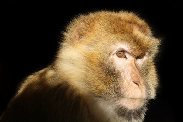Monkey looking in a distance on black background