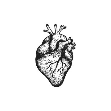 vector hand drawn heart illustration.