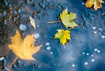 Maple leaves under the water and on the ice
