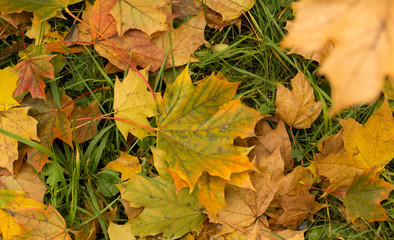 Background with autumn leaves.