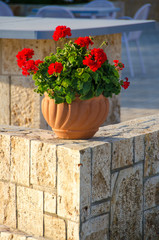 Ceramic pot with beautiful red flowers on stone made wall
