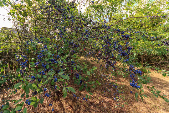 Сливовое дерево усыпано синими сливами