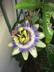 passion flower