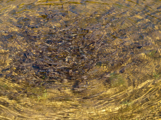 Flock of freshwater trout in the shallows of the lake reserve pounced on a piece of bread from visitors