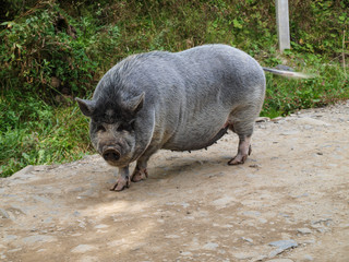 Pot-bellied pig freely strolling through the village street