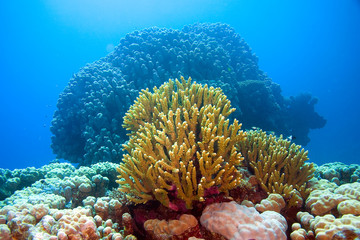 Fototapeta na wymiar Кораллы 3