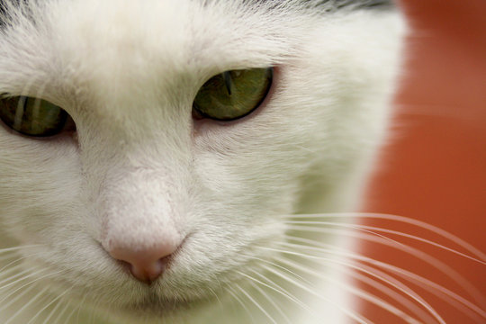Gatto