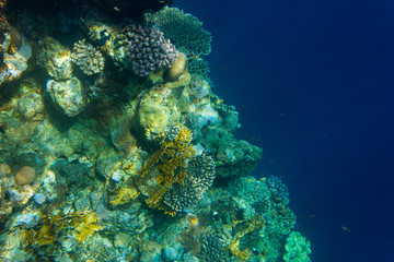 Fototapeta na wymiar Corals and deep