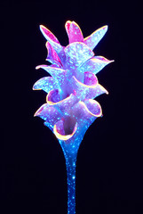 Flower with neon glow on a black background.
