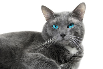 gray cat with beautiful blue eyes a white background isolated