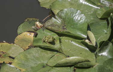frogs on leaves of water lily on lake