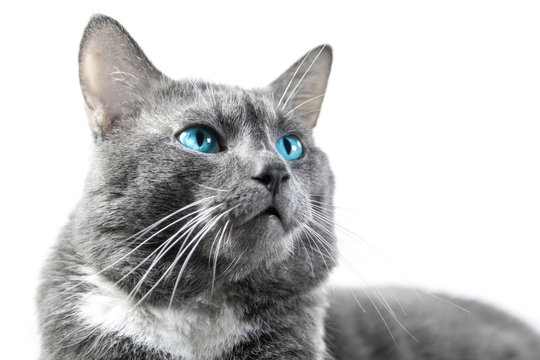 gray cat with beautiful blue eyes a white background isolated