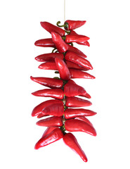 Piments d'Espelette / Espelette pepper (Capsicum annuum)