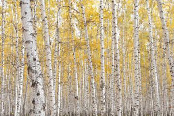 Obraz premium autumn birch forest