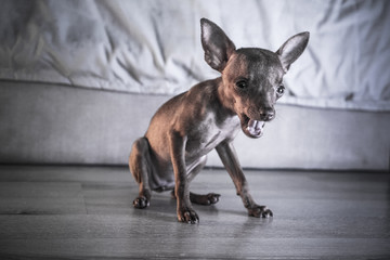Closeup of cute miniature ginger pinscher puppy ywaning while sitting on the wooden floor