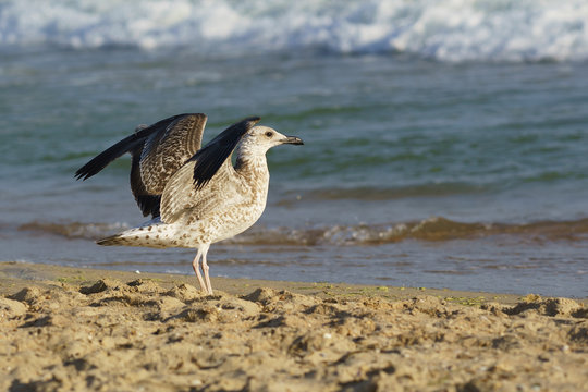 Seagull (lat. Larus silver) on the beach